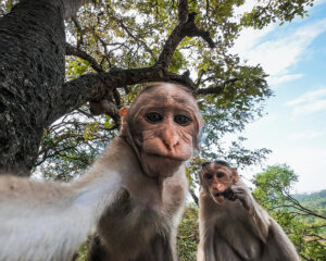 GoPro és a majmok